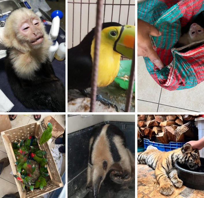 Multas de hasta Q20 mil y cárcel: las sanciones por tráfico y comercio ilegal de animales silvestres