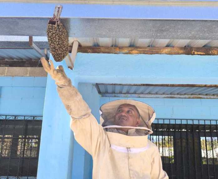 Los Bomberos Voluntarios de la 24 compañía, en coordinación con el grupo Apicultura Cuilapa, realizaron la recuperación y reubicación de un enjambre de abejas.