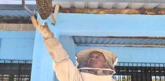 Los Bomberos Voluntarios de la 24 compañía, en coordinación con el grupo Apicultura Cuilapa, realizaron la recuperación y reubicación de un enjambre de abejas.