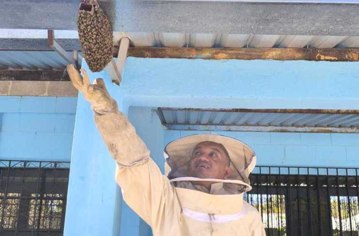 Los Bomberos Voluntarios de la 24 compañía, en coordinación con el grupo Apicultura Cuilapa, realizaron la recuperación y reubicación de un enjambre de abejas.