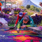 La estaticia, una flor ornamental que se integró a las tradiciones de Semana Santa.