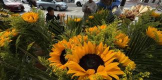 Cada 21 de marzo, regalar flores amarillas se convierte en uno de los gestos más difundidos las en redes sociales.