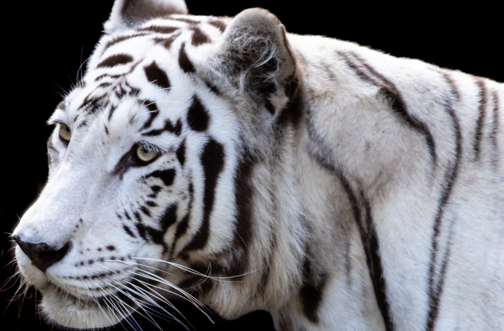 Muere Romina, la emblemática tigresa de Bengala del Zoológico La Aurora