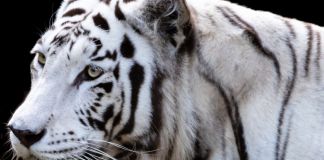 Los encargados del parque Zoológico La Aurora indicaron que la especie murió a los 17 años de vida. Foto La Hora: David Rojas, Ángel Vásquez y Francisco Arriola