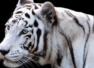 Los encargados del parque Zoológico La Aurora indicaron que la especie murió a los 17 años de vida. Foto La Hora: David Rojas, Ángel Vásquez y Francisco Arriola
