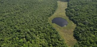 El Parque Nacional Yaxhá-Nakum-Naranjo se ubica en el noreste del departamento de Petén. Foto La Hora: Conap