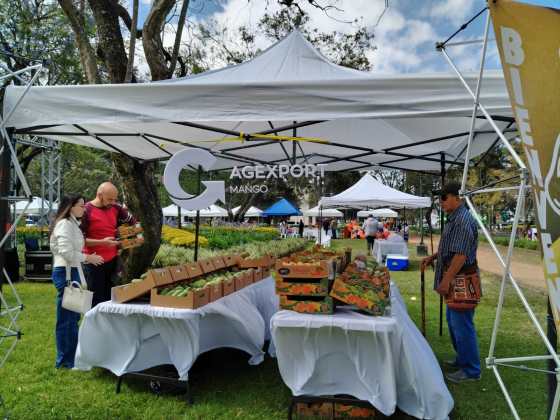 El festival del mango