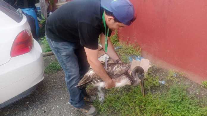 Conap reporta rescate de pelícano en el Parque Nacional Río Dulce.
