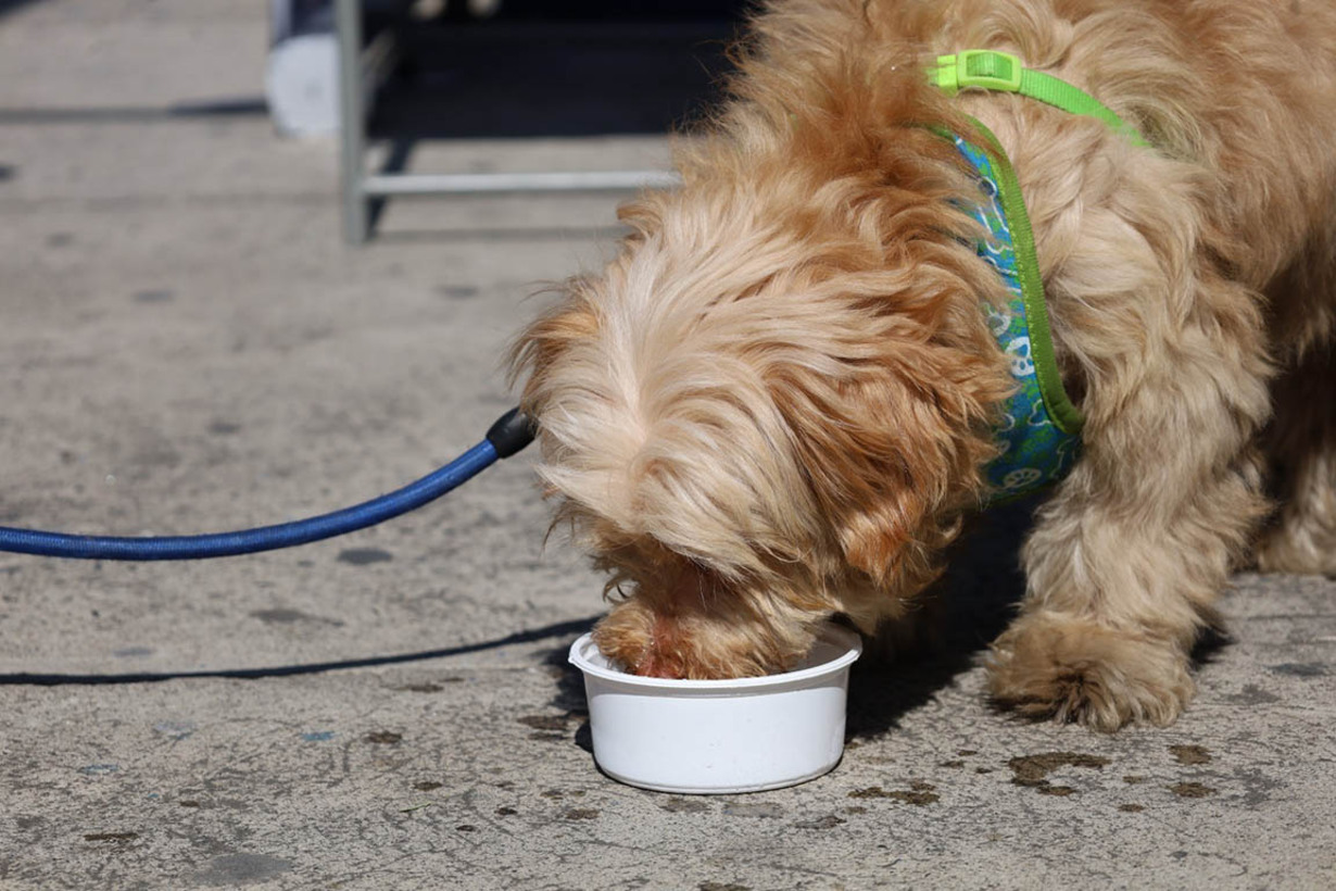 Recomendaciones para prevenir golpes de calor en animales durante Semana Santa