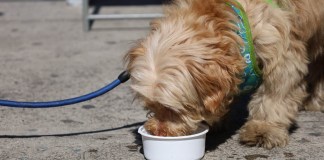 Recomiendan garantizar agua y sombra para evitar golpes de calor en animales.