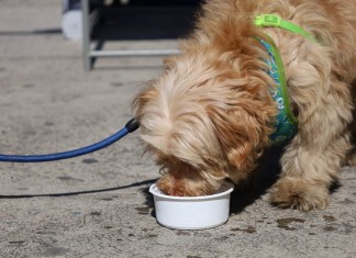 Recomiendan garantizar agua y sombra para evitar golpes de calor en animales.