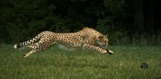 El guepardo más veloz del mundo: 100 metros en 5,95 segundos. (National Geographic Magazine)