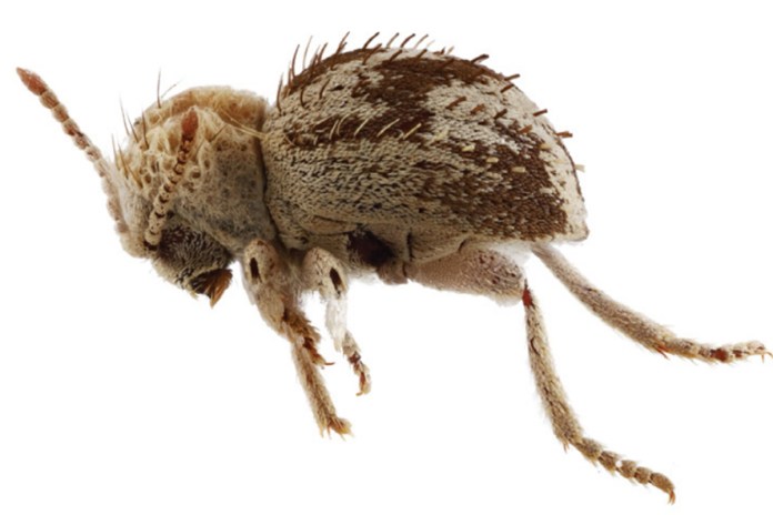 Fotografía cedida por T. Keith Philips, Jacob G. Bowen y Kyle A. Whorrall, donde se muestra una nueva especie, 