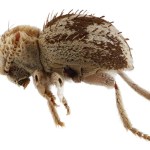 Fotografía cedida por T. Keith Philips, Jacob G. Bowen y Kyle A. Whorrall, donde se muestra una nueva especie, "escarabajo araña", descubierta en las lomas costeras de la Reserva Nacional San Fernando en Perú. Foto La Hora: EFE