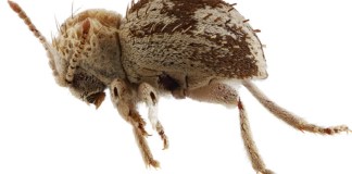 Fotografía cedida por T. Keith Philips, Jacob G. Bowen y Kyle A. Whorrall, donde se muestra una nueva especie, "escarabajo araña", descubierta en las lomas costeras de la Reserva Nacional San Fernando en Perú. Foto La Hora: EFE