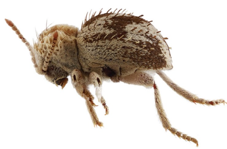 Fotografía cedida por T. Keith Philips, Jacob G. Bowen y Kyle A. Whorrall, donde se muestra una nueva especie, "escarabajo araña", descubierta en las lomas costeras de la Reserva Nacional San Fernando en Perú. Foto La Hora: EFE