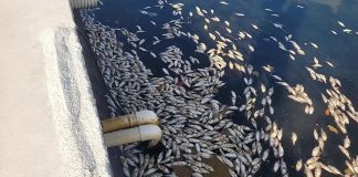 Descartan contaminación por muerte de peces en Puerto Barrios; apuntan a posibles malas prácticas de pesca.