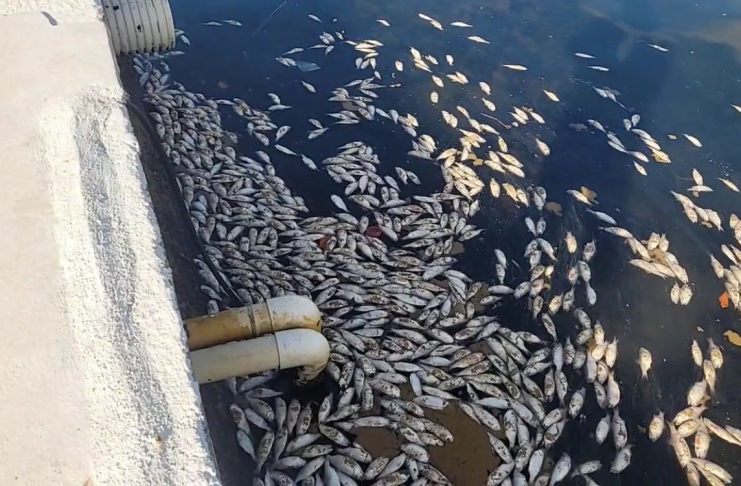 Descartan contaminación por muerte de peces en Puerto Barrios; apuntan a posibles malas prácticas de pesca.