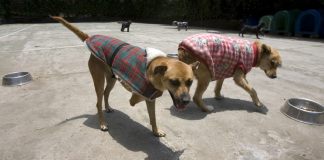 Varios perros permanecen en el sanatorio "Milagros Caninos", en Ciudad de México. Imagen de archivo. Foto La Hora: EFE