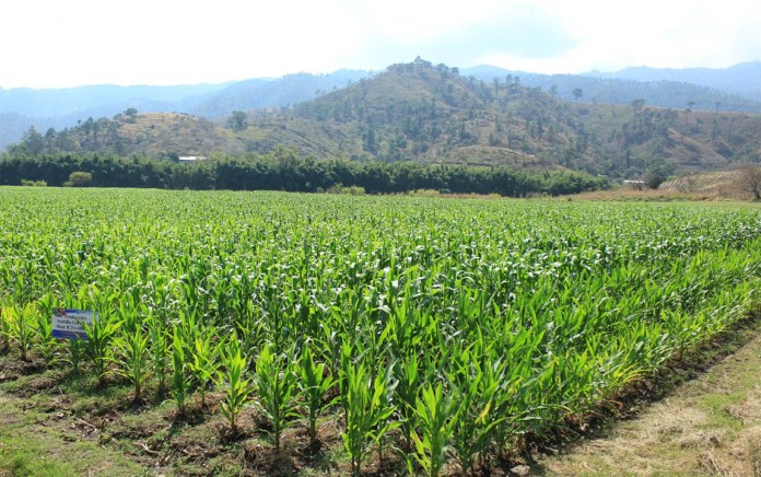 Cultivos que podrían verse afectados por altas temperaturas. Foto La Hora: Maga