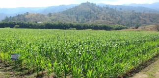 Cultivos que podrían verse afectados por altas temperaturas. Foto La Hora: Maga