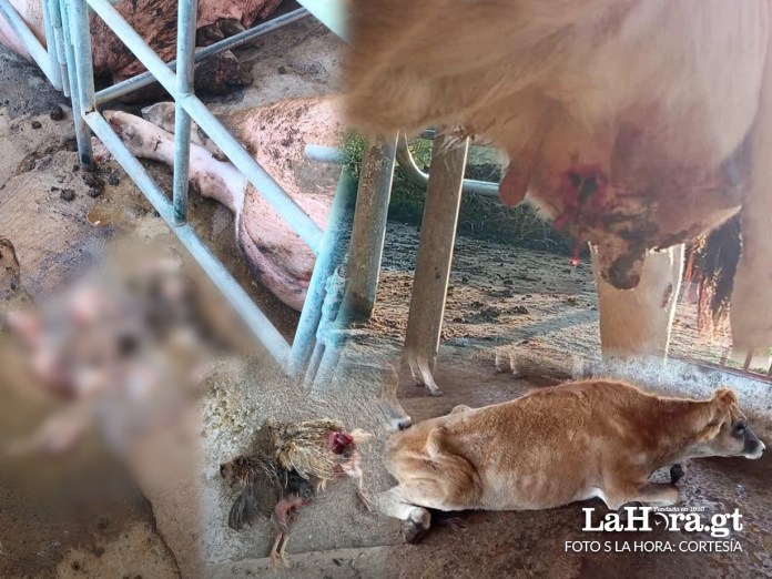 Animales en estado critico por cierre de Usac a cuasa de Mazariegos Animales en estado crítico y fallecidos de la Granja de la Usca por el cierre del campus realizado por afines a Walter Mazariegos. Arte La Hora: Alejandro Ramírez