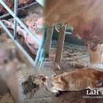 Animales en estado crítico y fallecidos de la Granja de la Usca por el cierre del campus realizado por afines a Walter Mazariegos. Arte La Hora: Alejandro Ramírez