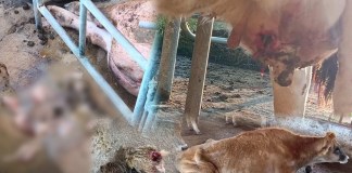 Animales en estado crítico y fallecidos de la Granja de la Usca por el cierre del campus realizado por afines a Walter Mazariegos. Arte La Hora: Alejandro Ramírez