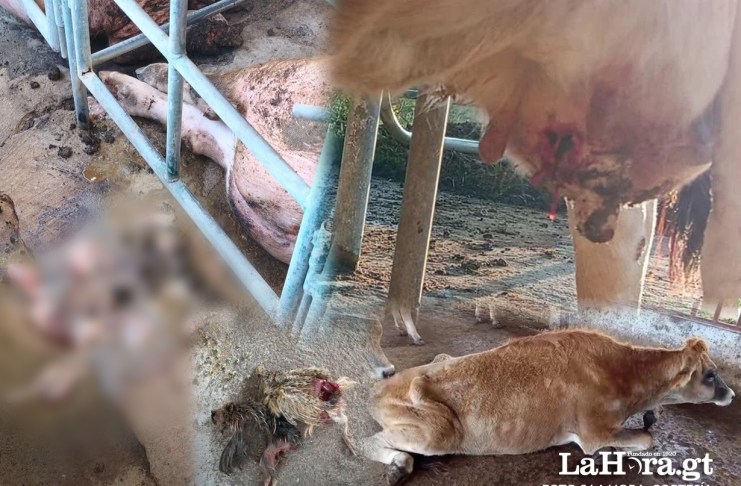 Animales en estado crítico y fallecidos de la Granja de la Usca por el cierre del campus realizado por afines a Walter Mazariegos. Arte La Hora: Alejandro Ramírez