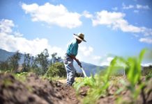 Archivo agricultor durante incremento de calor en el territorio nacional. Foto La Hora: Maga