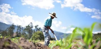 Archivo agricultor durante incremento de calor en el territorio nacional. Foto La Hora: Maga