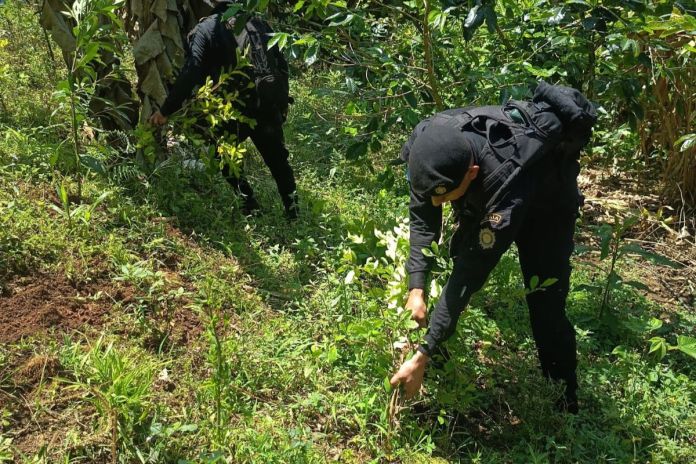 Antinarcóticos erradican más de 78 mil matas de marihuana valoradas en Q39 millones. Foto La Hora: PNC.