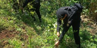 Antinarcóticos erradican más de 78 mil matas de marihuana valoradas en Q39 millones. Foto La Hora: PNC.
