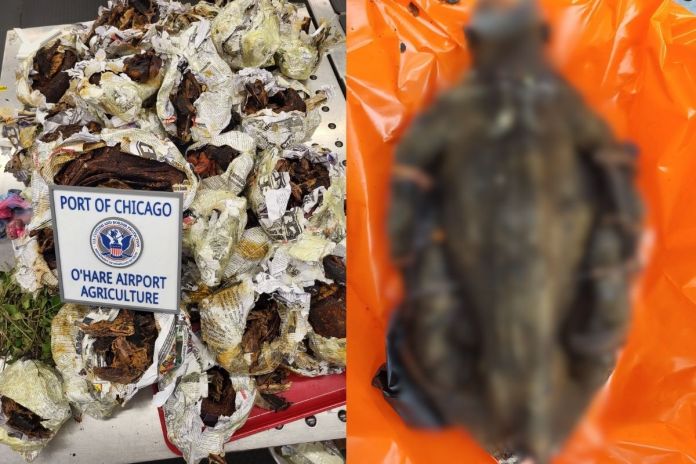 Cadáver de un mono dentro del equipaje de un viajero procedente de Camerún en el Aeropuerto Internacional O'Hare de Chicago. Foto La Hora: The Epoch Times.