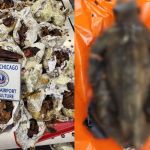 Cadáver de un mono dentro del equipaje de un viajero procedente de Camerún en el Aeropuerto Internacional O'Hare de Chicago. Foto La Hora: The Epoch Times.