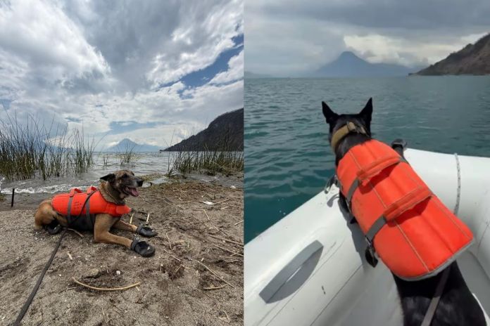 Artes LH (17) Unidades caninas marcan posible ubicación del cuerpo de Jesler Palacios en lago de Atitlán. Foto La Hora: CVB.