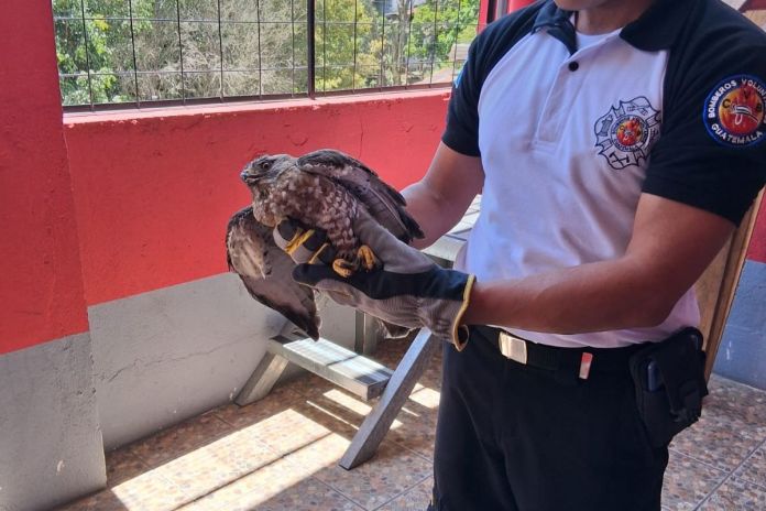Gavilan-rescatado-en-Alta-Verapaz-1.jpg?w=696