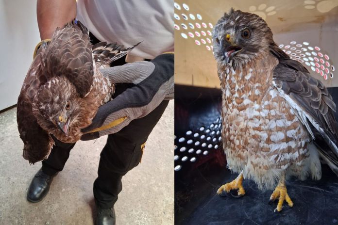 Gavilán localizado en el interior de una vivienda en Alta Verapaz. Foto La Hora: Bomberos Voluntarios