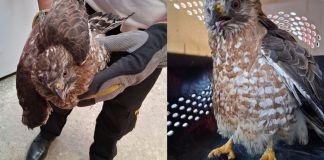 Gavilán localizado en el interior de una vivienda en Alta Verapaz. Foto La Hora: Bomberos Voluntarios