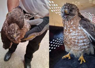 Gavilán localizado en el interior de una vivienda en Alta Verapaz. Foto La Hora: Bomberos Voluntarios