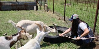 Autoridades realizaron una inspección en la granja experimental de la Universidad de San Carlos de Guatemala. Foto La Hora: MAGA.