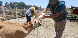 MAGA verifica condiciones y atiende casos en granja de la Usac. Foto La Hora: MAGA.