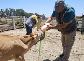 MAGA verifica condiciones y atiende casos en granja de la Usac. Foto La Hora: MAGA.