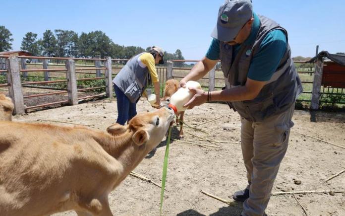 Granja_7df9f9 MAGA verifica condiciones y atiende casos en granja de la Usac. Foto La Hora: MAGA.