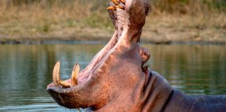 Al menos 80 de los hipopótamos de Pablo Escobar podrían recibir la eutanasia para evitar su reproducción y salvar el ecosistema de Colombia.