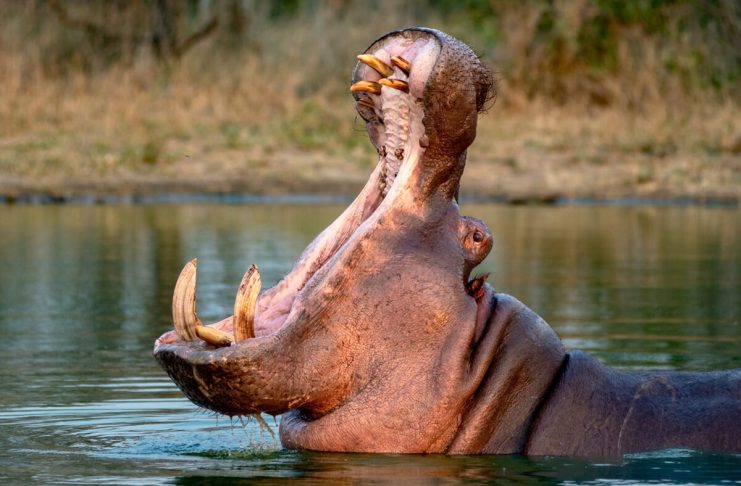 Al menos 80 de los hipopótamos de Pablo Escobar podrían recibir la eutanasia para evitar su reproducción y salvar el ecosistema de Colombia.