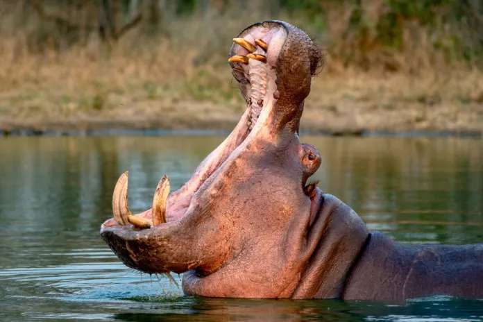 Hipopótamos Pablo Escobar Al menos 80 de los hipopótamos de Pablo Escobar podrían recibir la eutanasia para evitar su reproducción y salvar el ecosistema de Colombia.