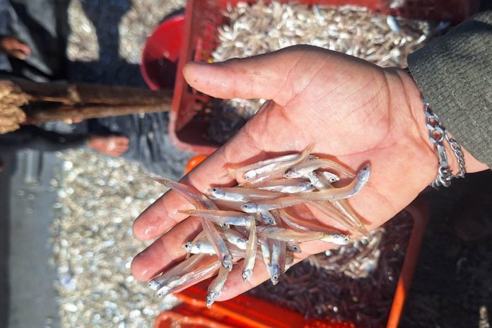 Qué es la manjúa y por qué se impondrá veda en mayo en el caribe guatemalteco