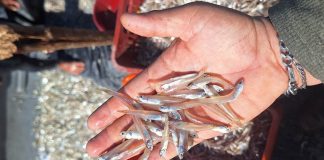 Qué es la manjúa y por qué se impondrá veda en mayo en el caribe guatemalteco