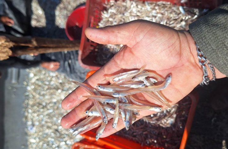 Qué es la manjúa y por qué se impondrá veda en mayo en el caribe guatemalteco